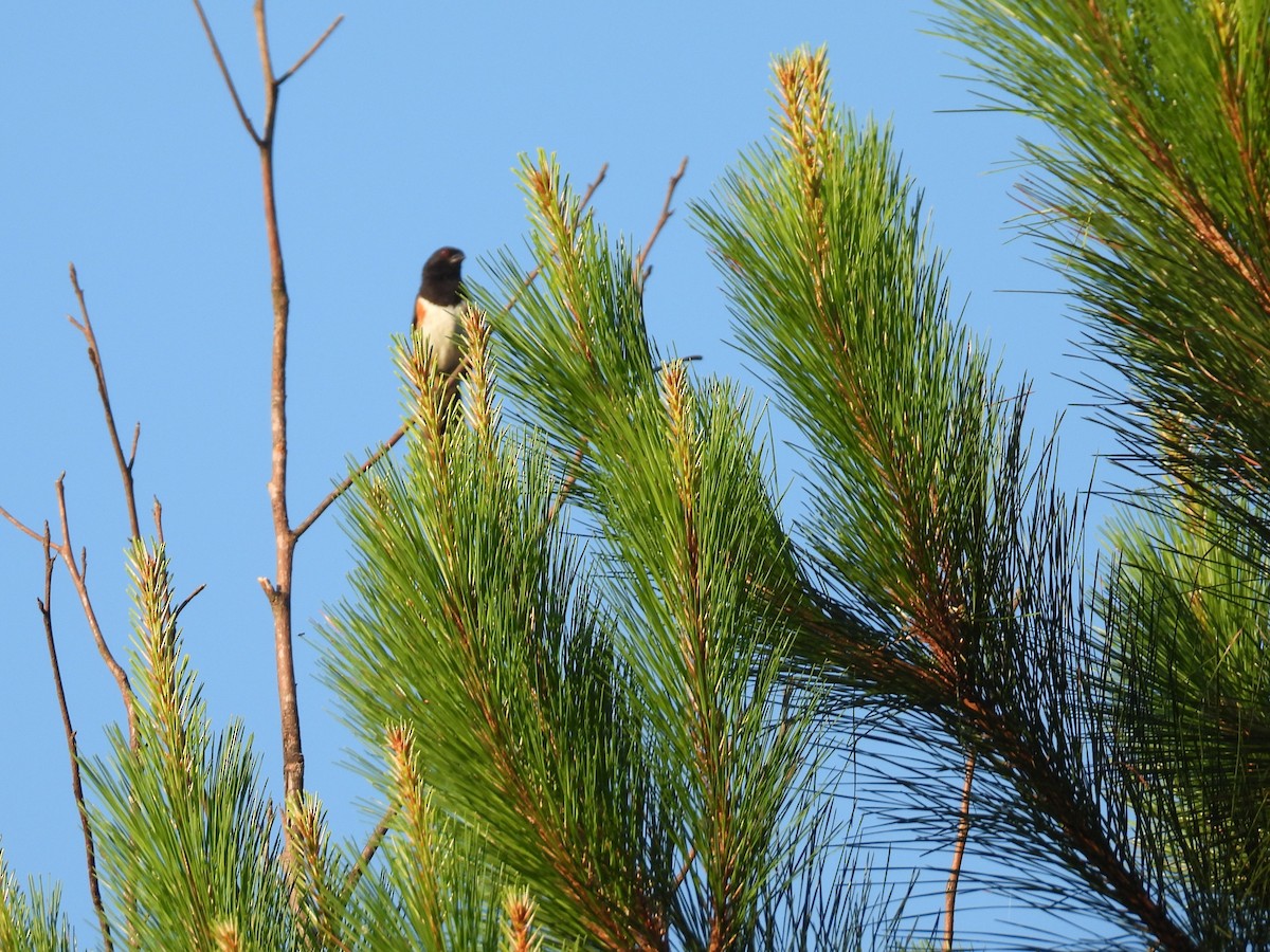 Eastern Towhee - ML620796881