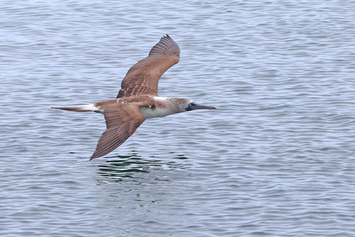 Blue-footed Booby - ML620796882