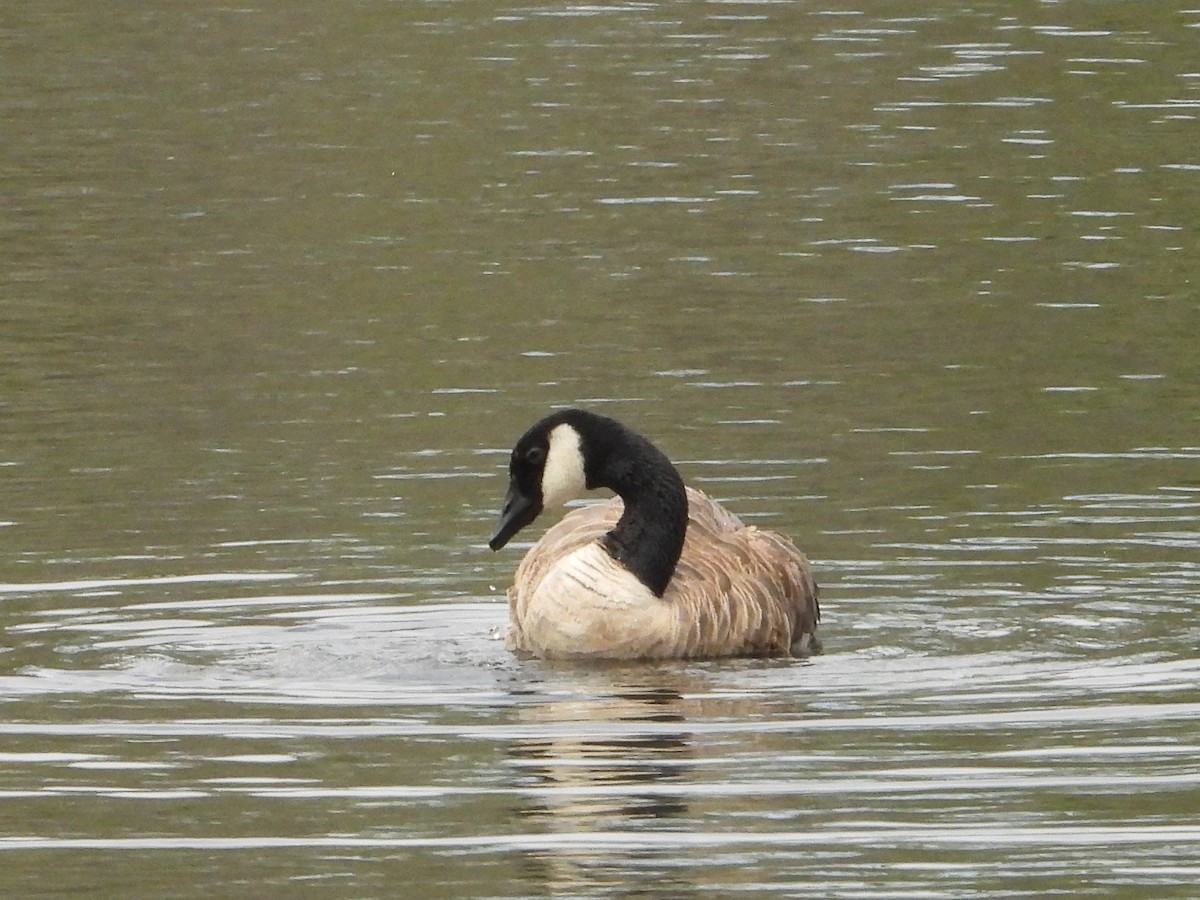 Canada Goose - ML620796883