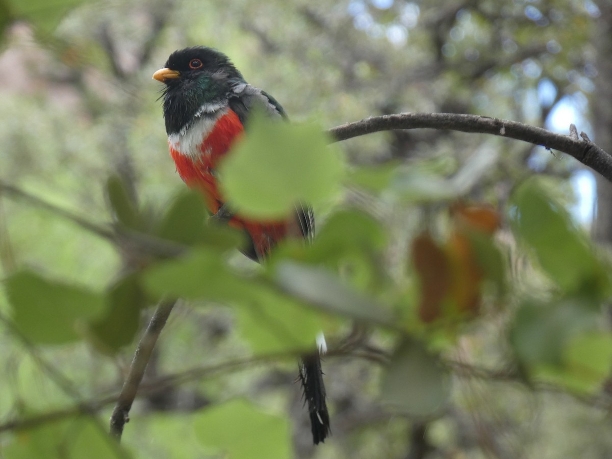 trogon krásný - ML620796885