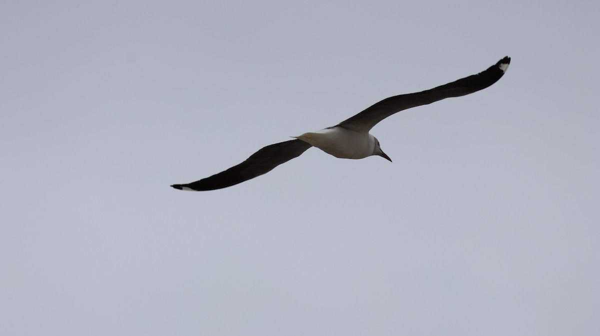 Gray-hooded Gull - ML620796887