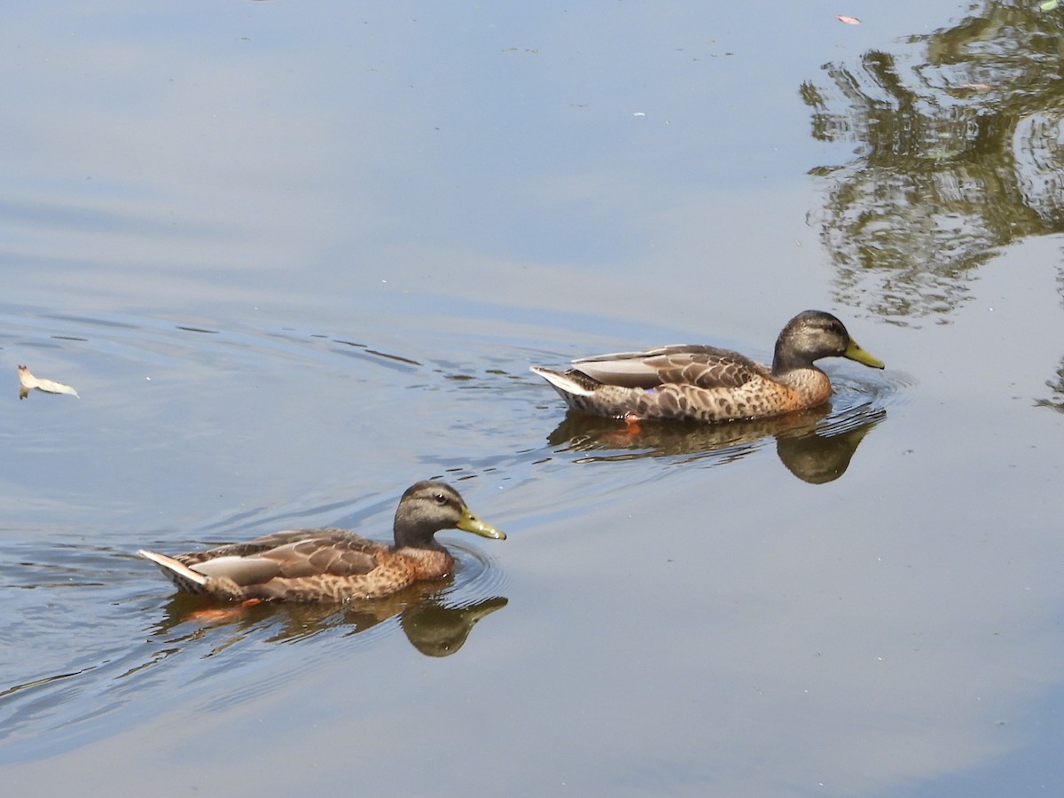 Canard colvert - ML620796890