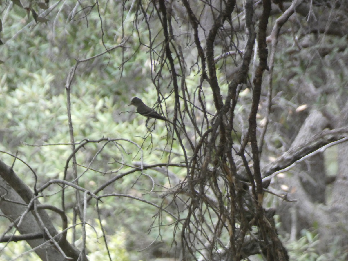 Western Wood-Pewee - ML620796893