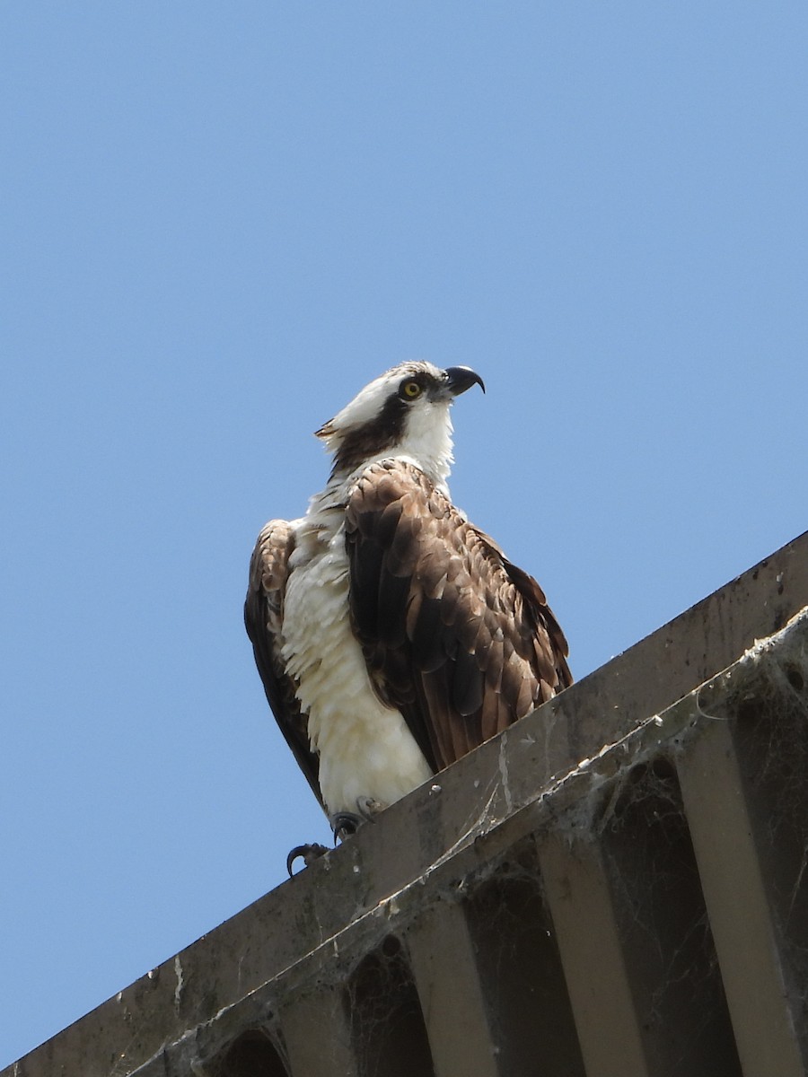 Osprey - ML620796894