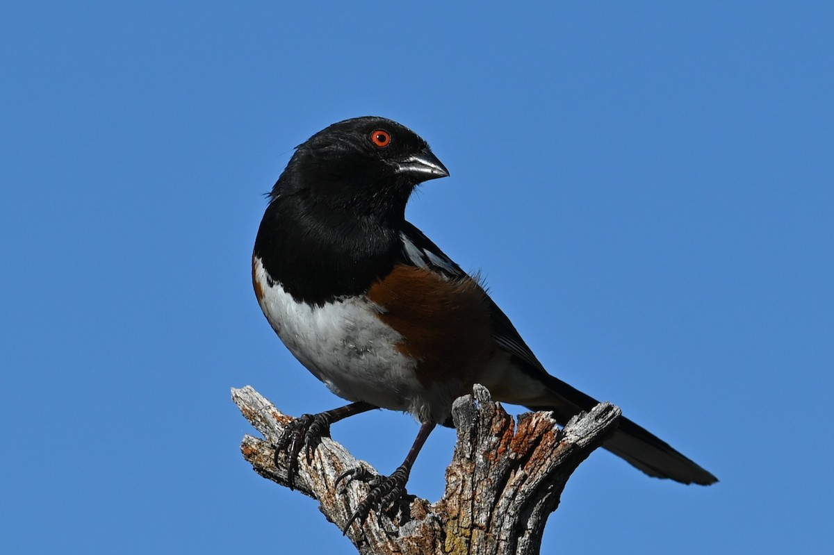 Spotted Towhee - ML620796895