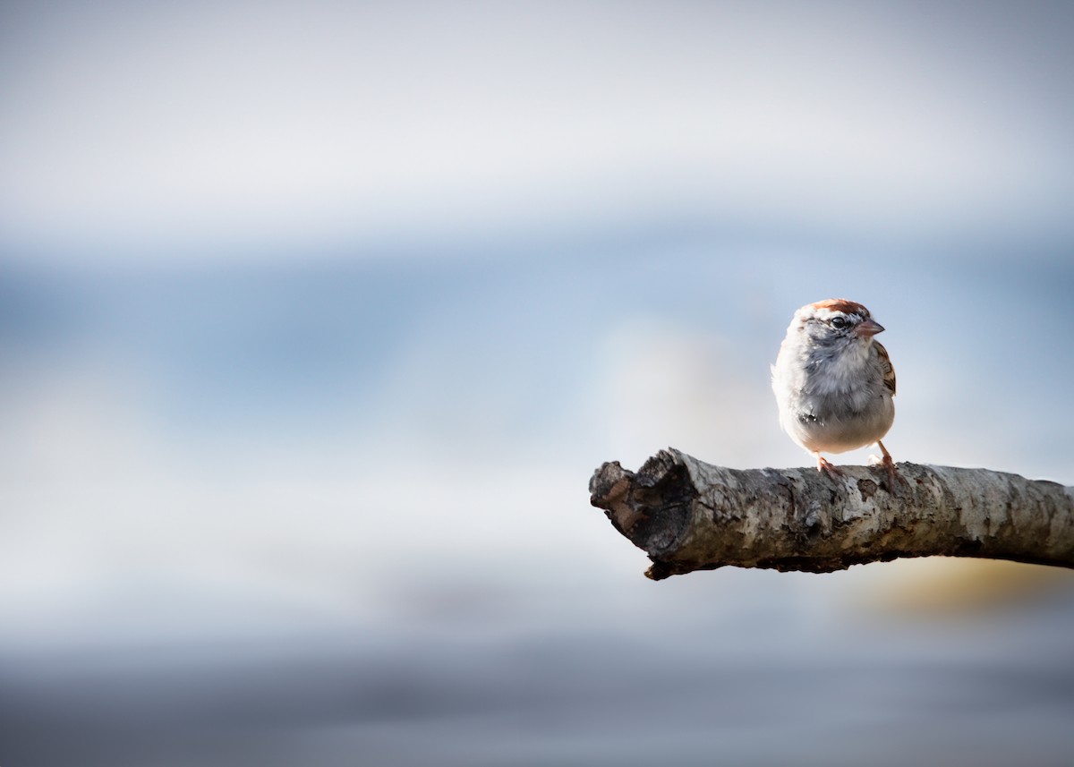 Chipping Sparrow - Birdi ‎