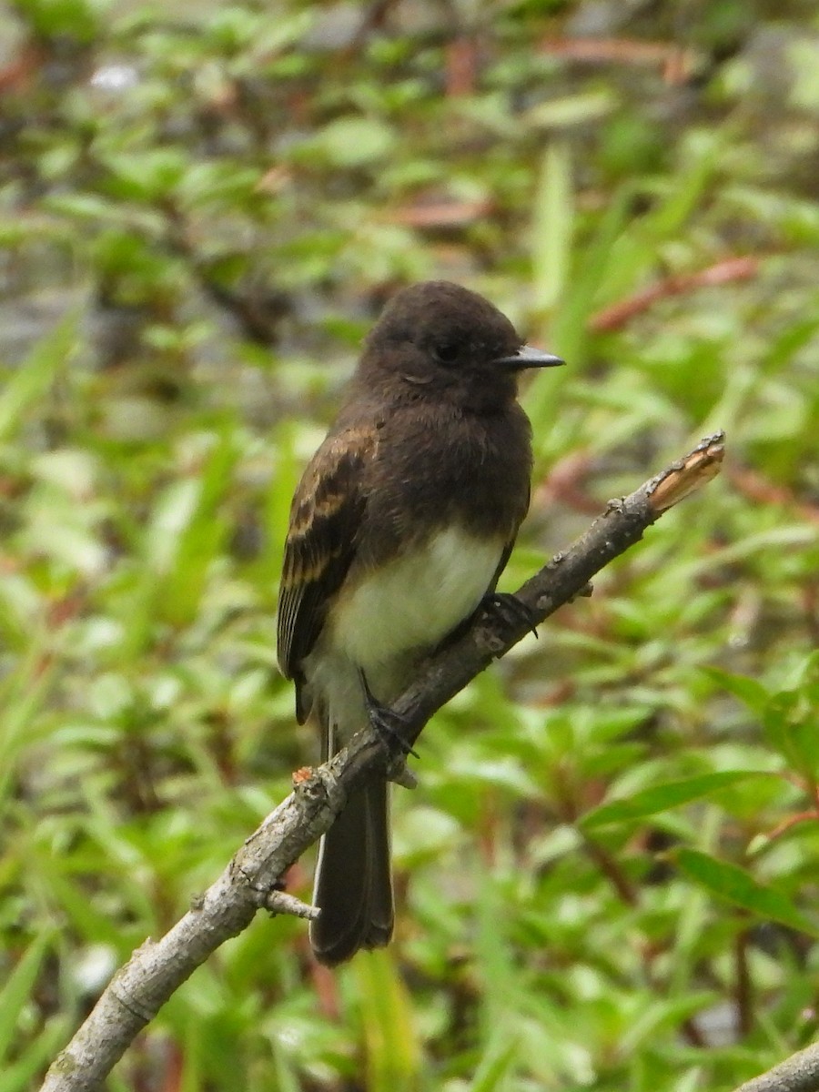 Black Phoebe - ML620796901