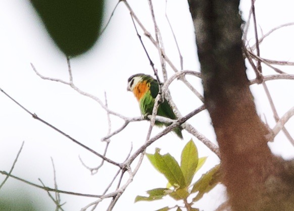 Dusky-cheeked Fig-Parrot - ML620796902