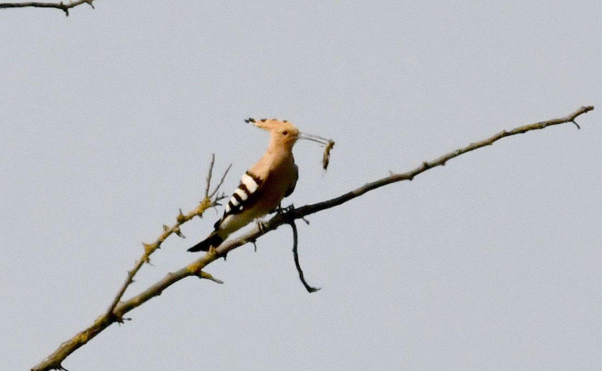 Eurasian Hoopoe - ML620796907