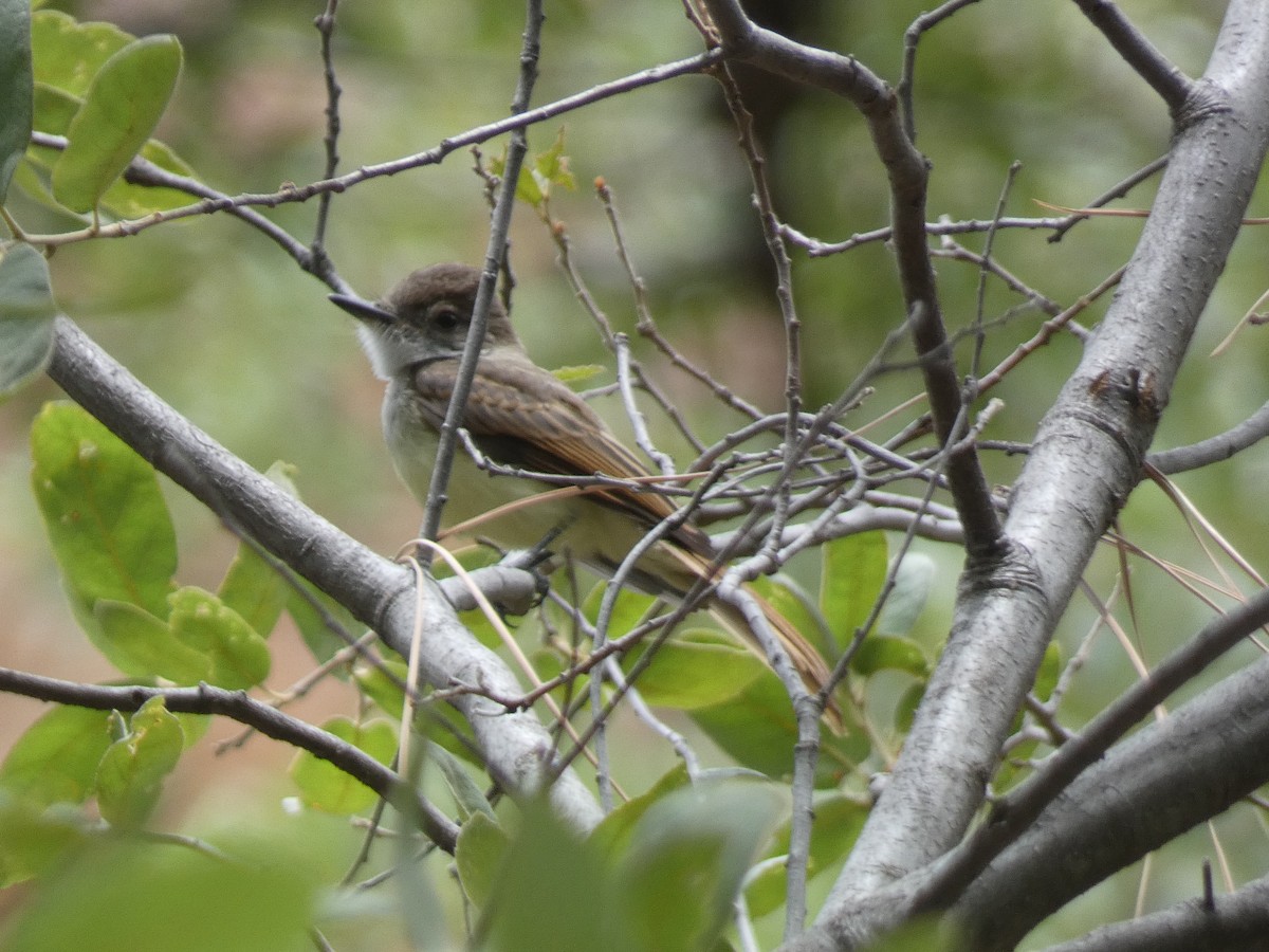 Dusky-capped Flycatcher - ML620796909