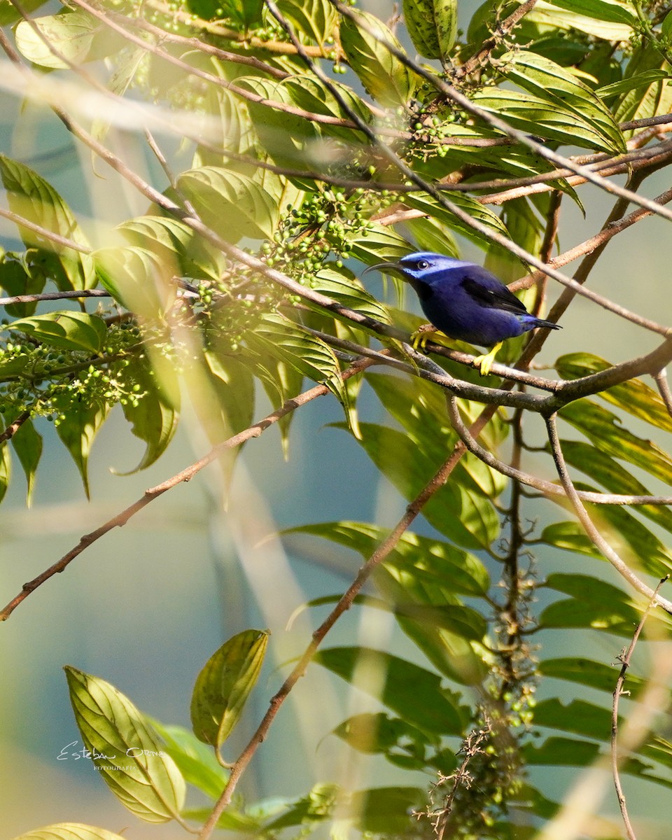 Purple Honeycreeper - ML620796910