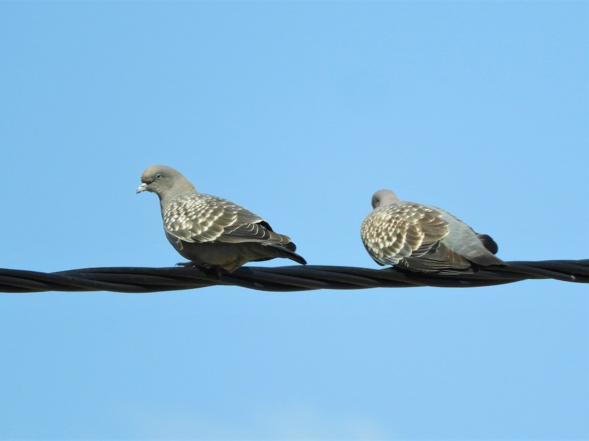 Pigeon tigré - ML620796912