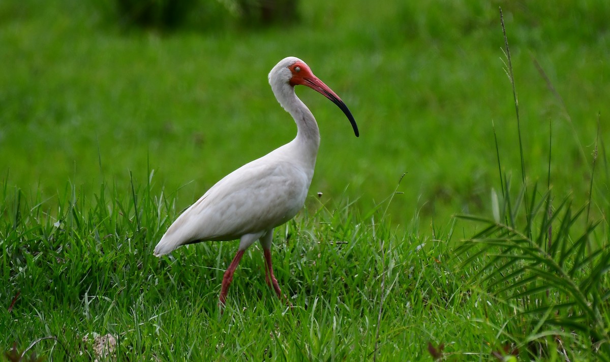 ibis bílý - ML620796914