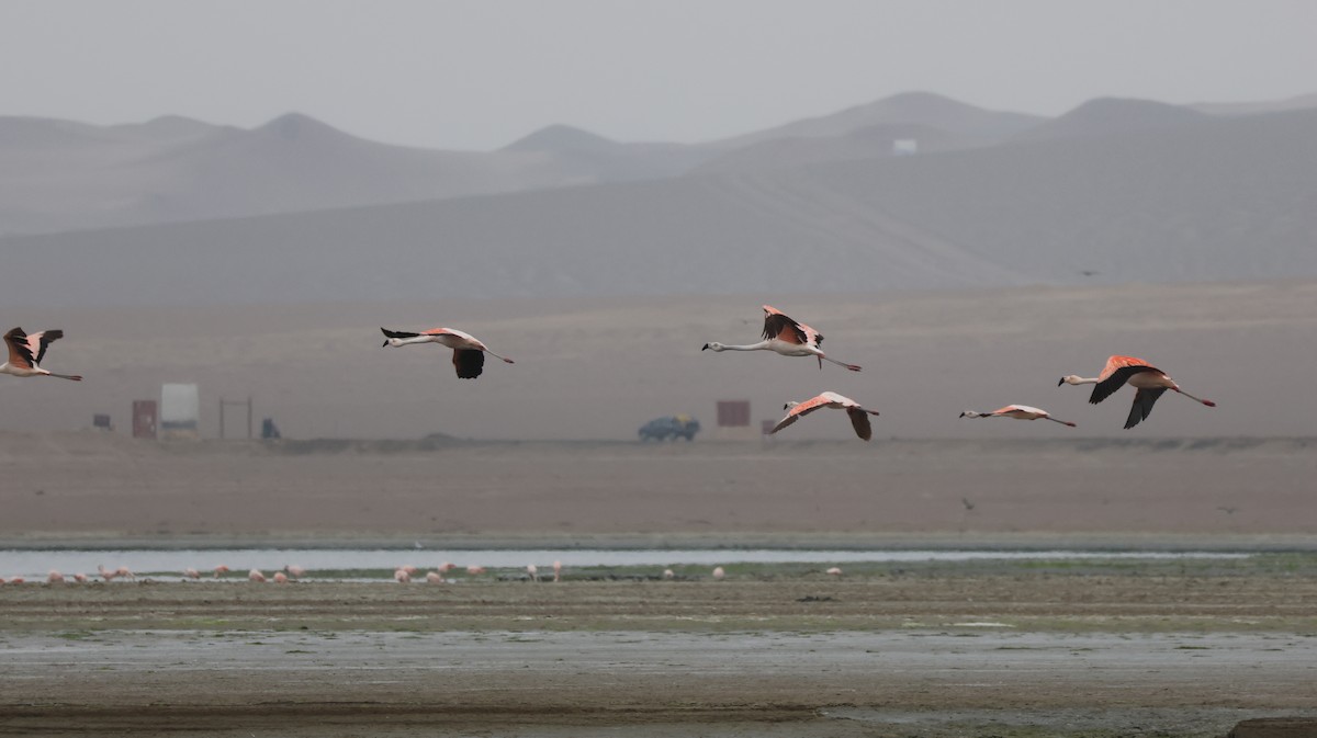 Chilean Flamingo - ML620796916