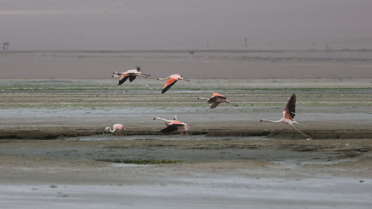 Chilean Flamingo - Alfredo La Rosa La Rosa
