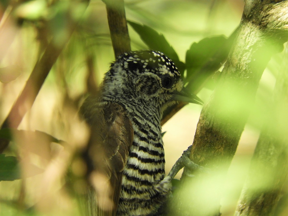 White-barred Piculet - ML620796919