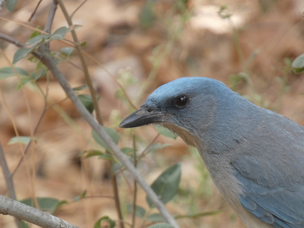 Mexican Jay - ML620796921