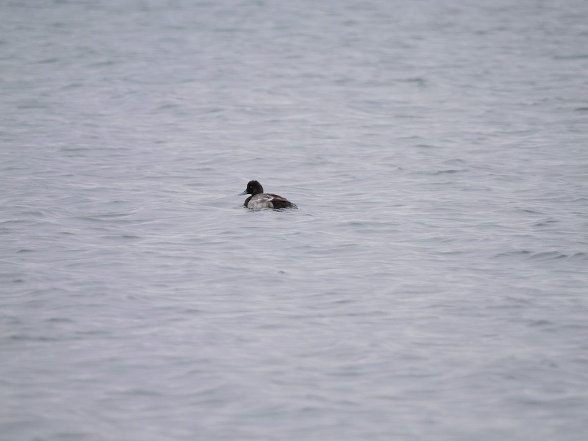 Lesser Scaup - ML620796927