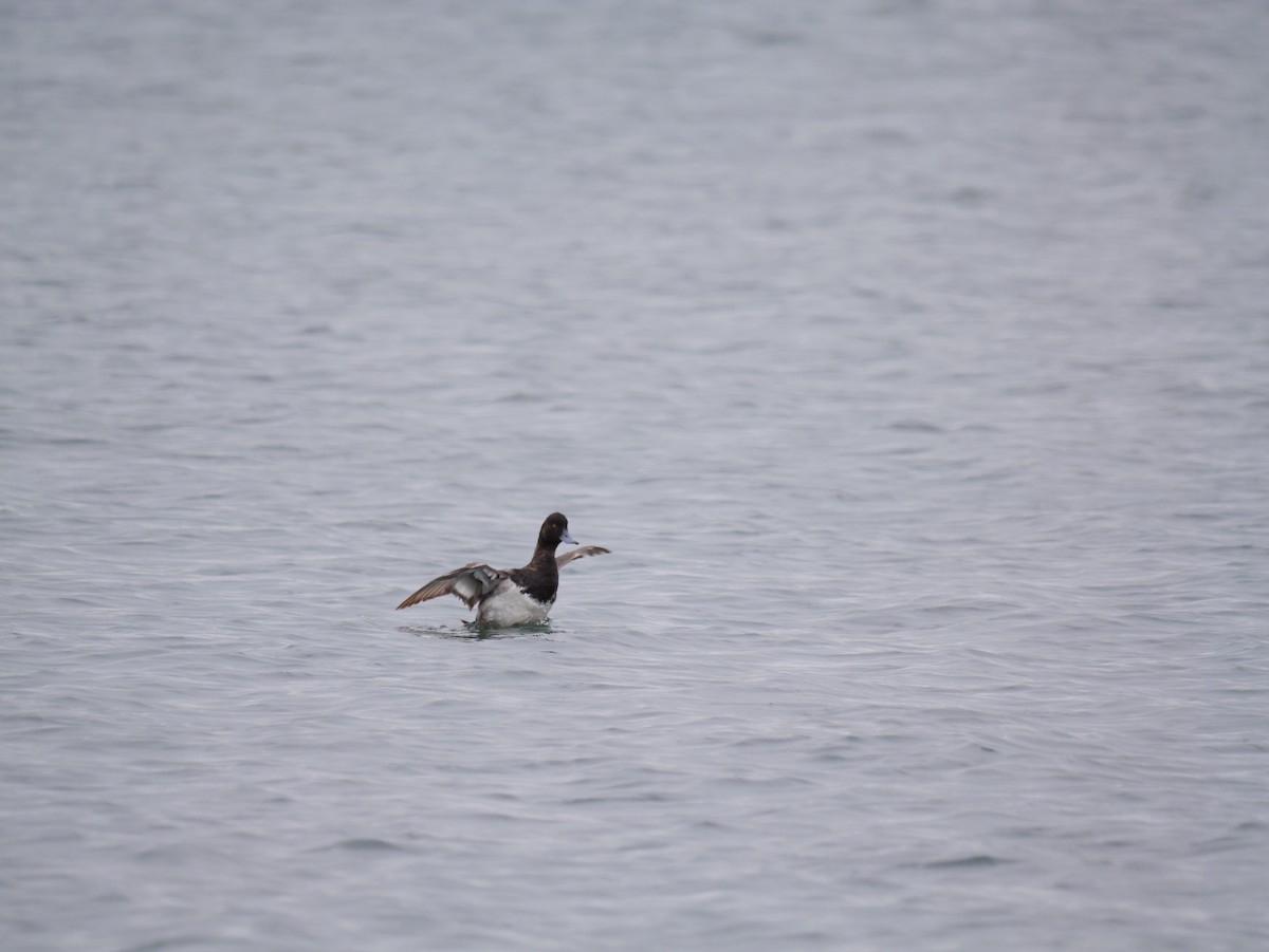 Lesser Scaup - ML620796928