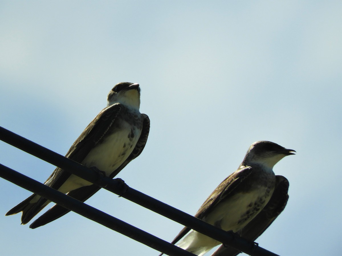 Brown-chested Martin - ML620796930