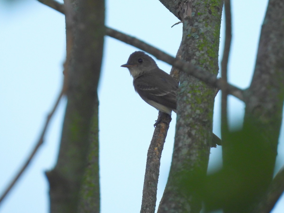 Eastern Wood-Pewee - ML620796935