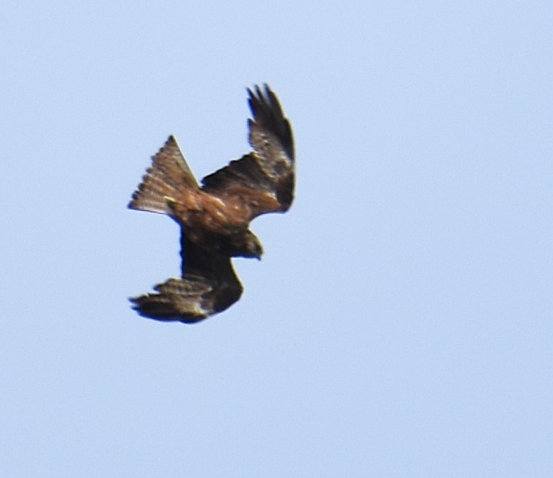 Black Kite - ML620796936