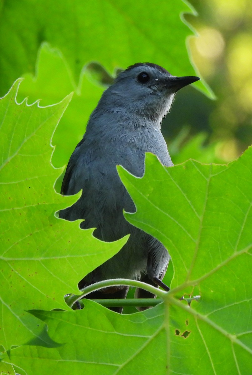 Gray Catbird - ML620796937