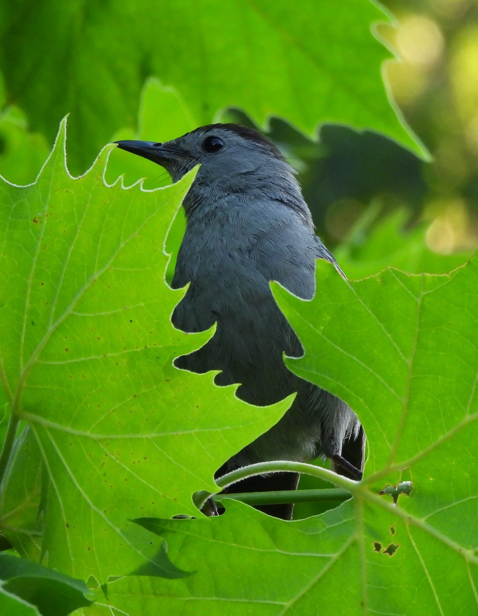 Gray Catbird - ML620796938