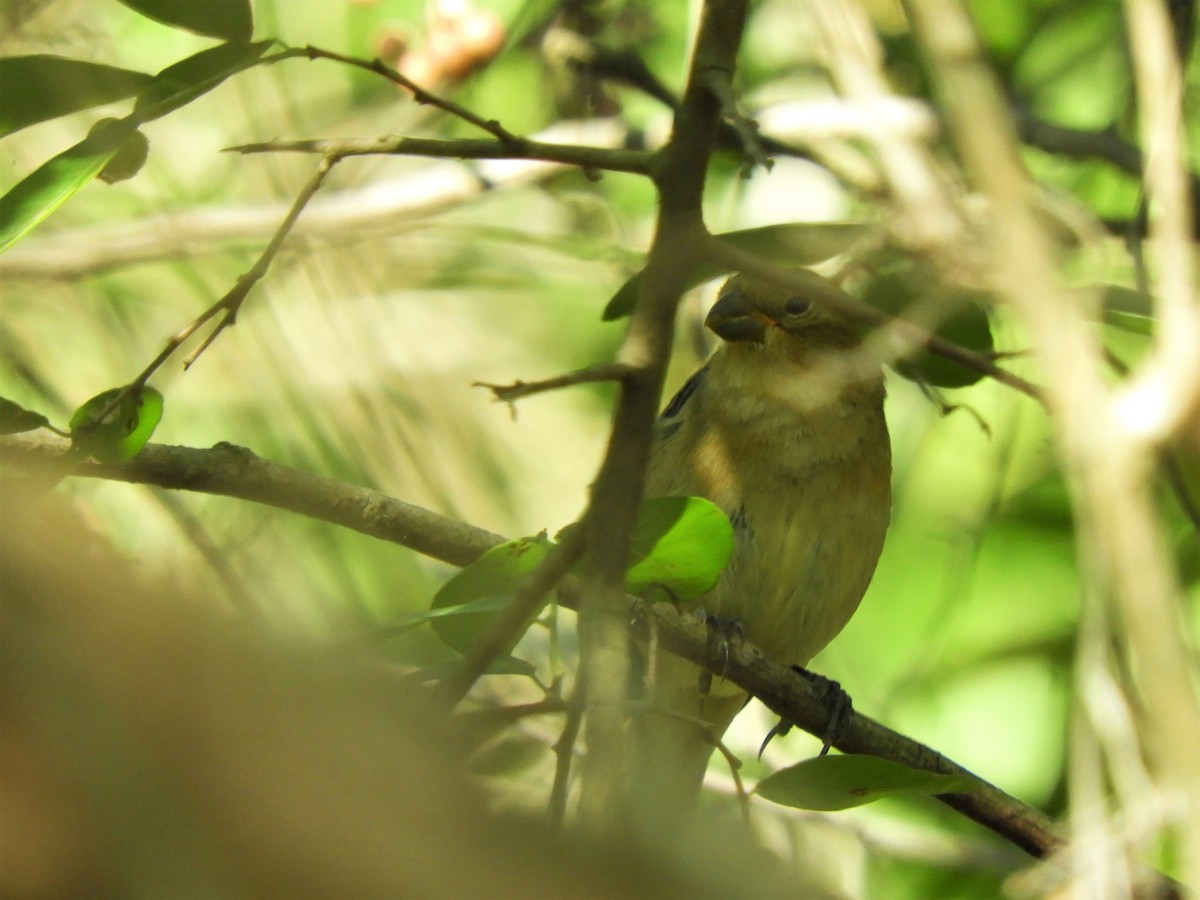 Saffron Finch - ML620796941