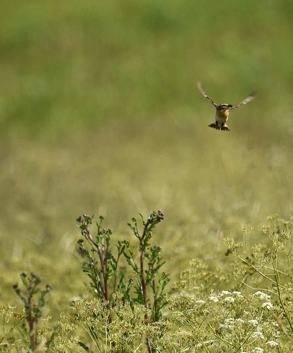 Whinchat - ML620796942