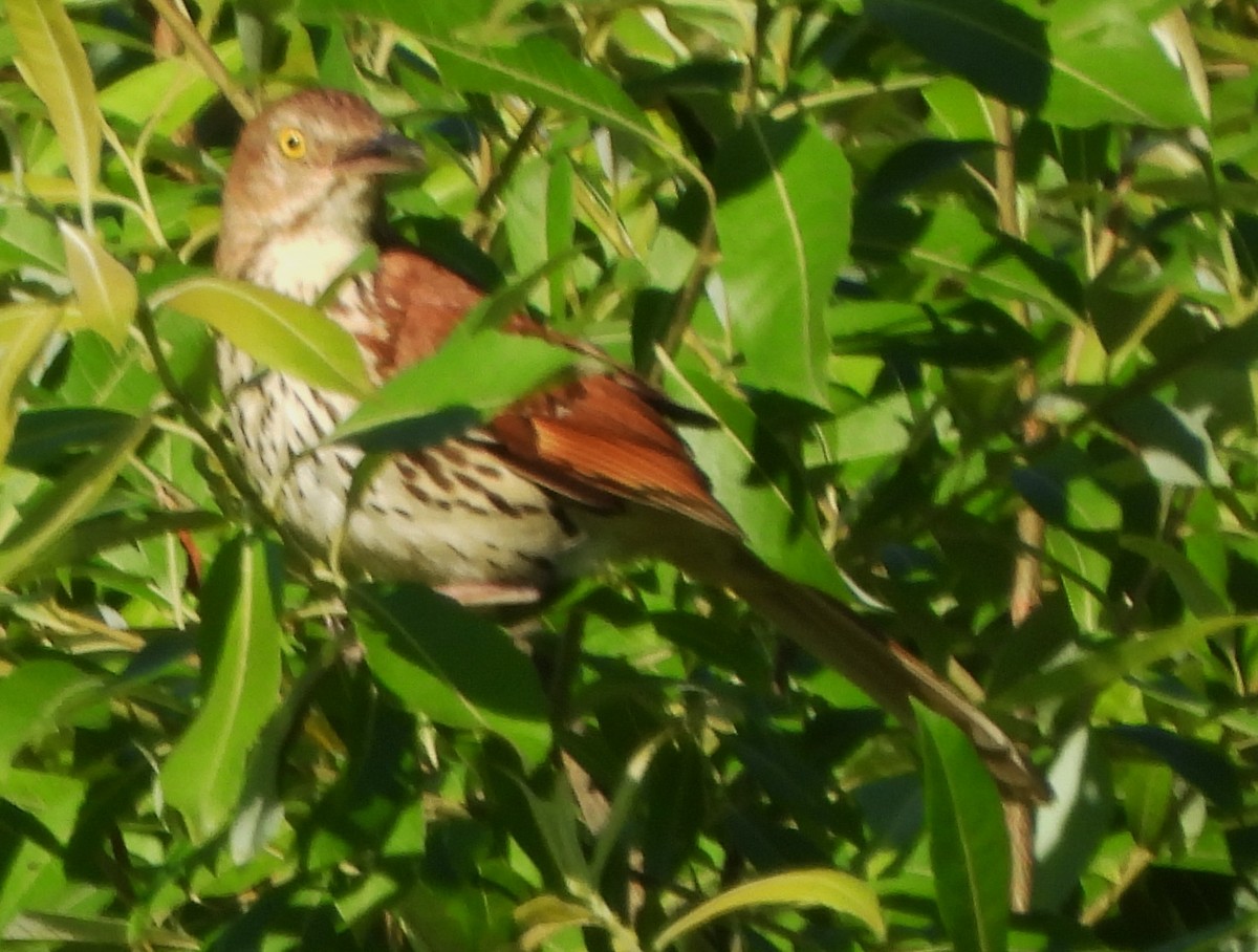 Brown Thrasher - ML620796943