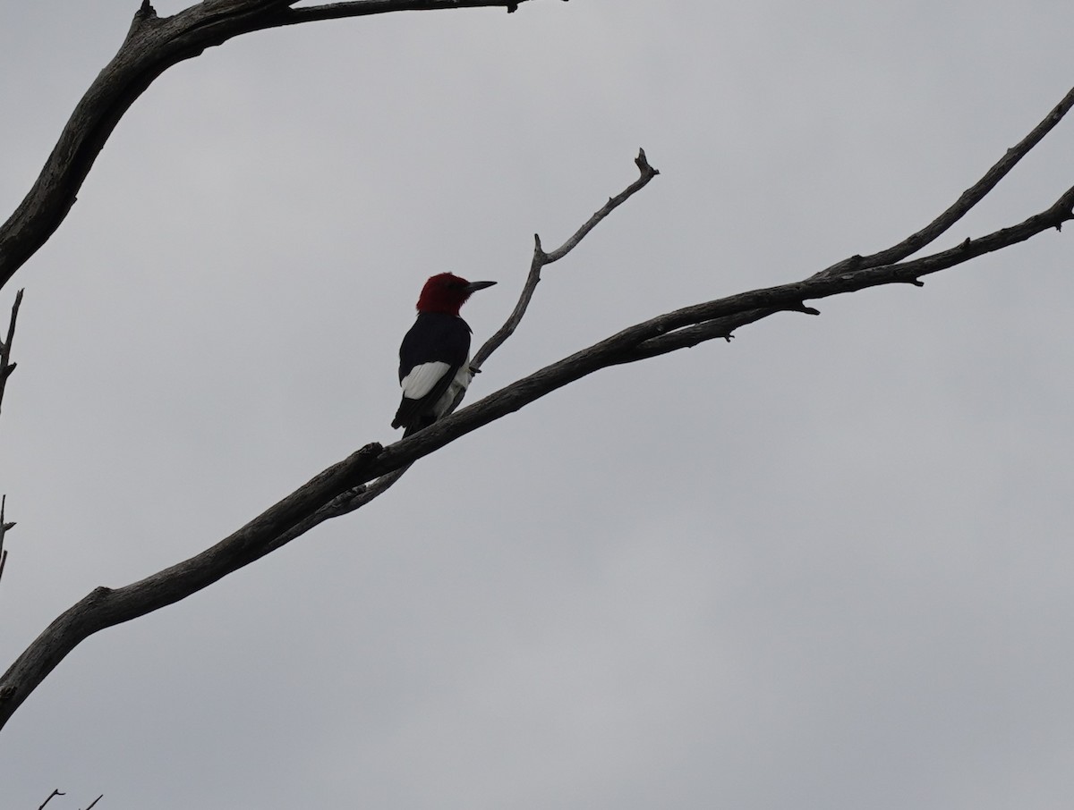 Red-headed Woodpecker - ML620796944
