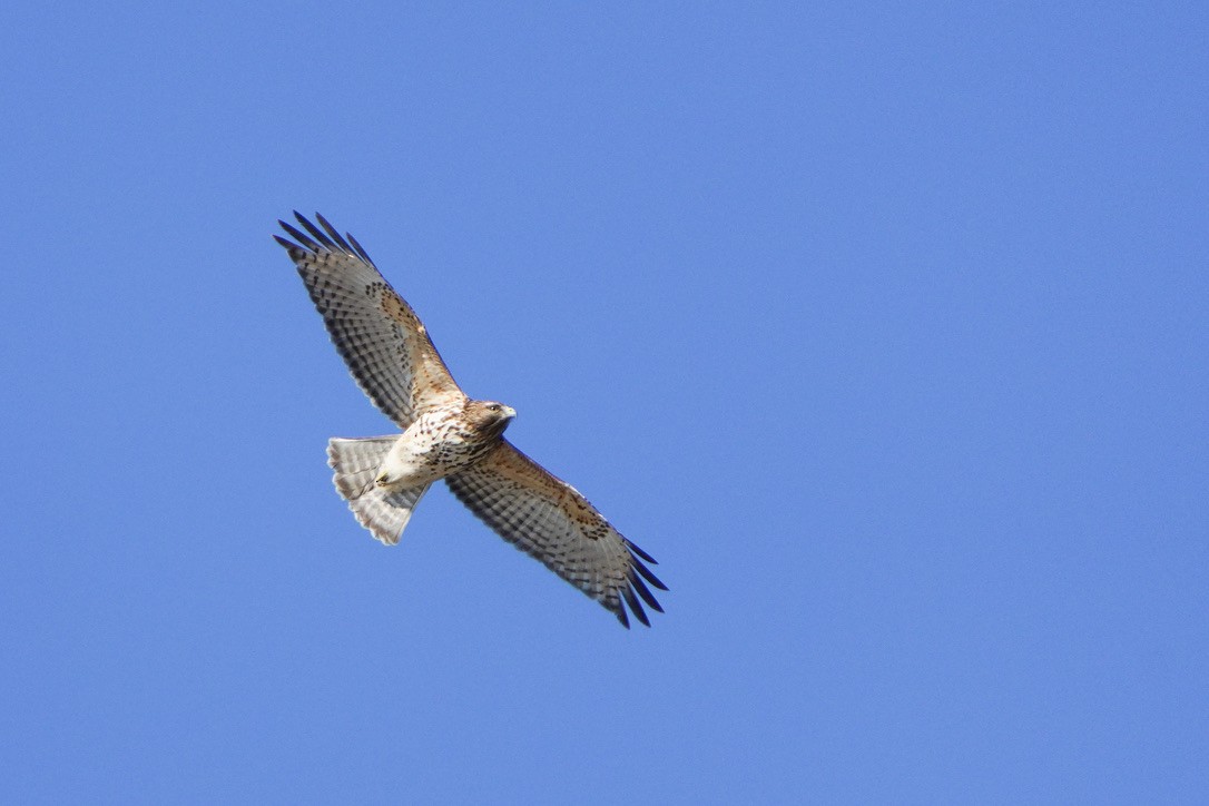 Red-shouldered Hawk - ML620796945