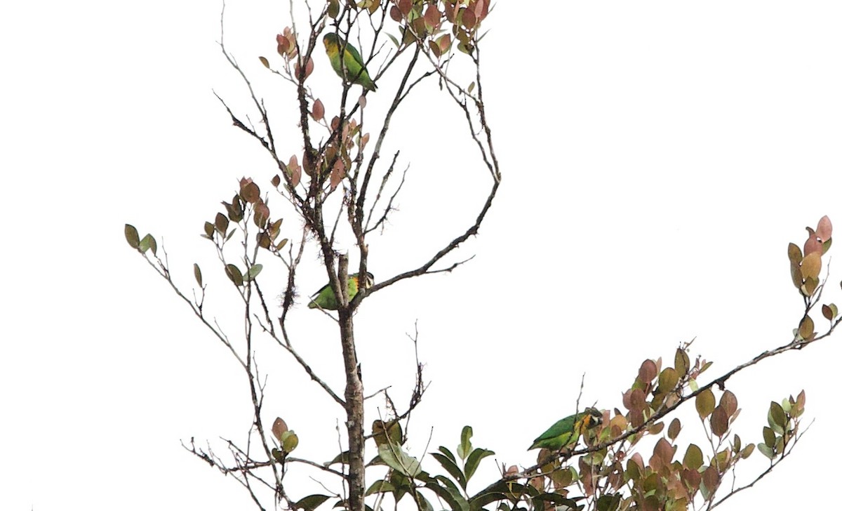 Dusky-cheeked Fig-Parrot - Sue Flecker