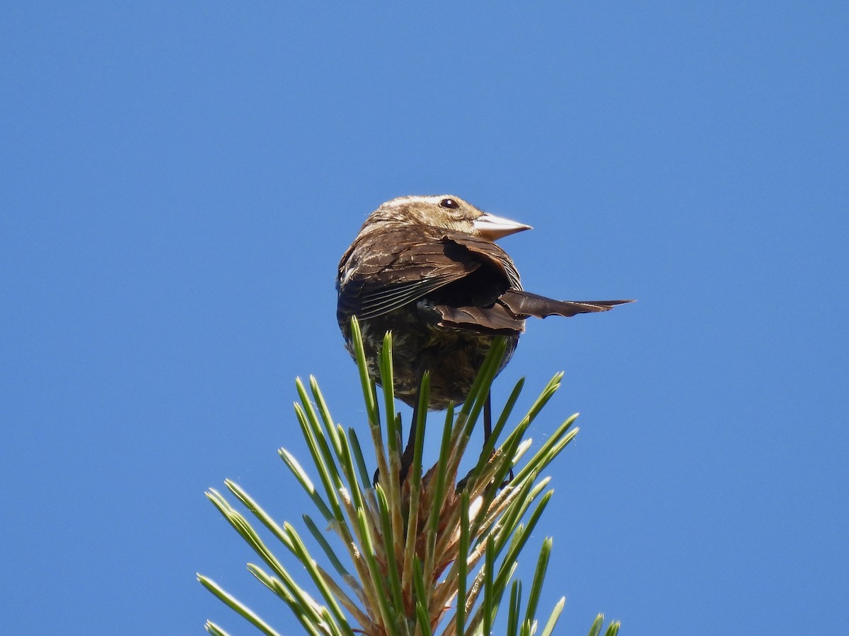 Red-winged Blackbird - ML620796951