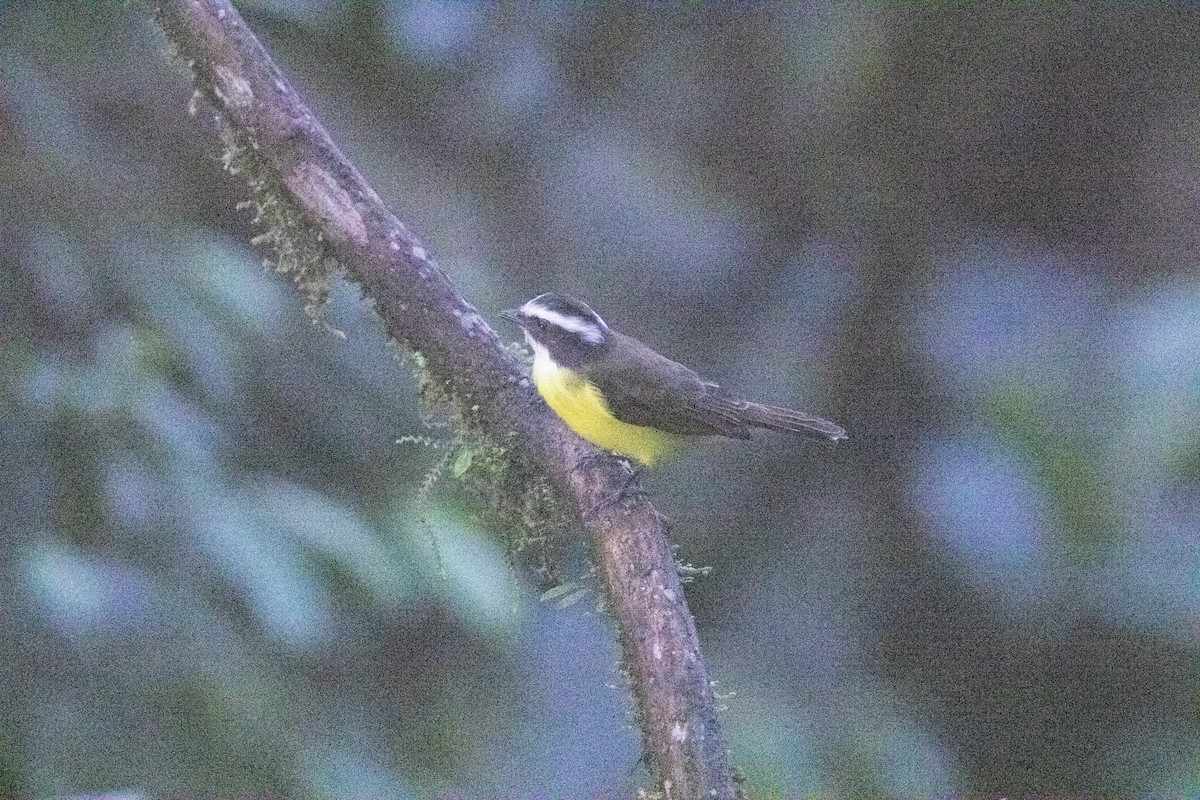 Rusty-margined Flycatcher - ML620796953