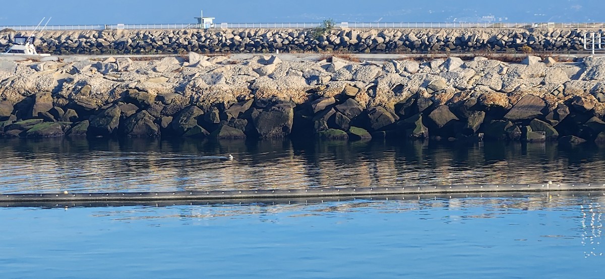 Western Grebe - ML620796955