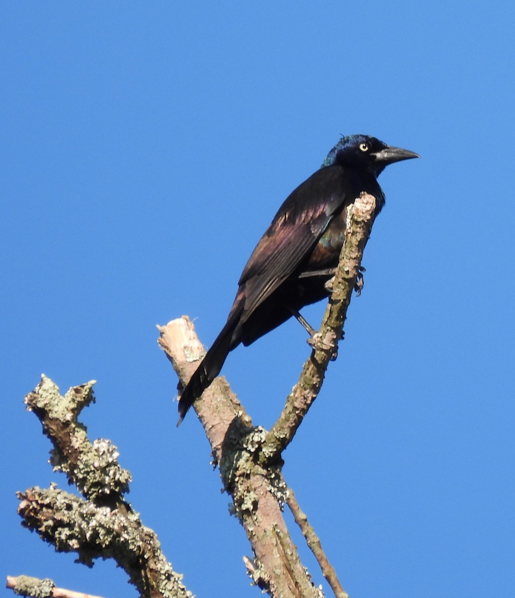 Common Grackle - ML620796956