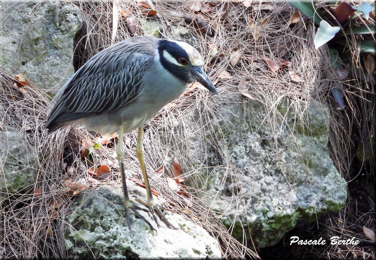 Yellow-crowned Night Heron - ML620796957