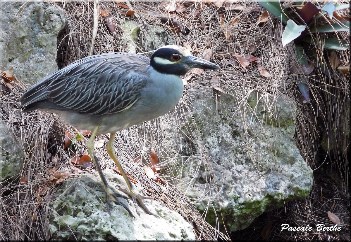 Yellow-crowned Night Heron - ML620796958