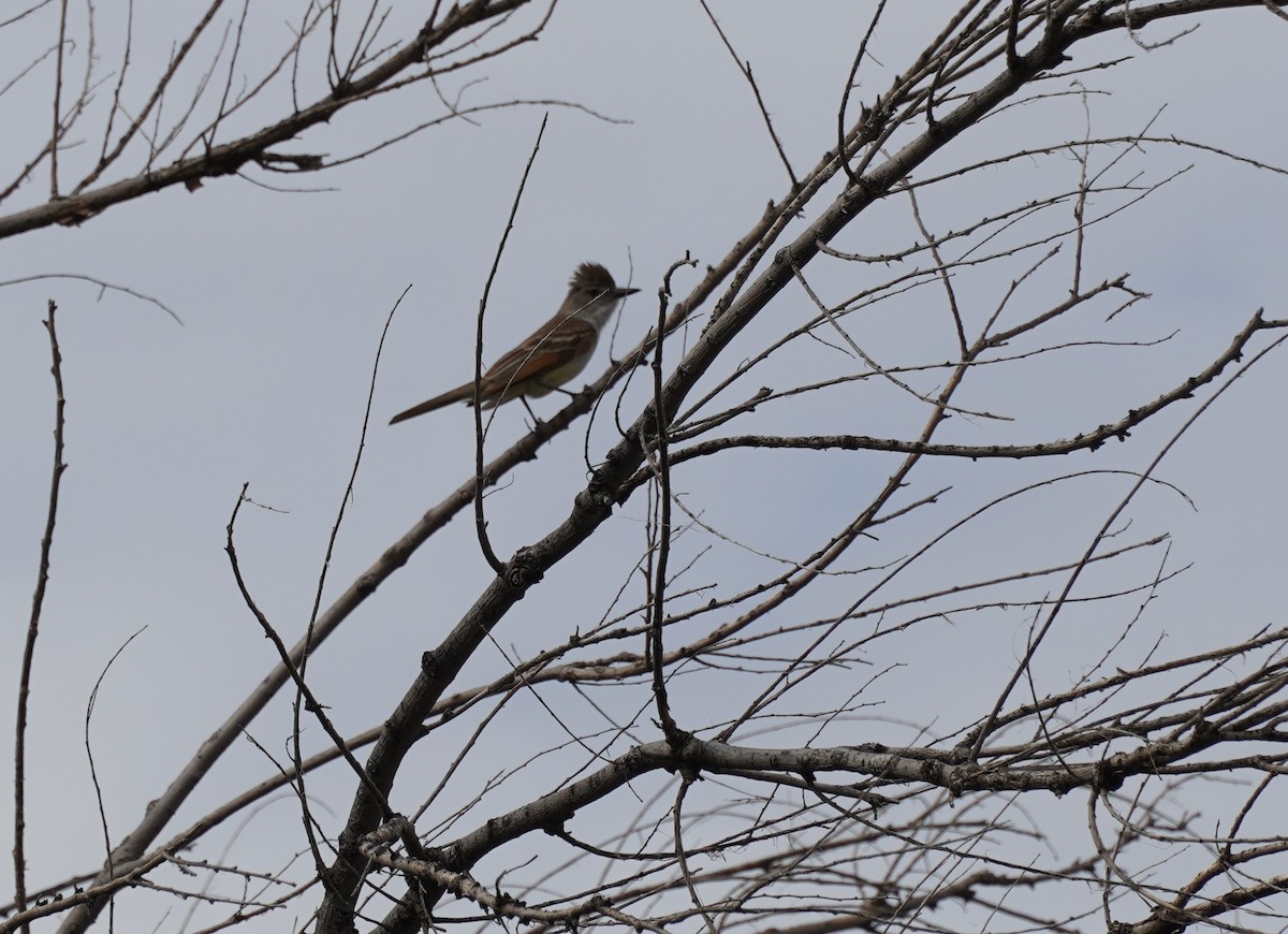 Ash-throated Flycatcher - ML620796961