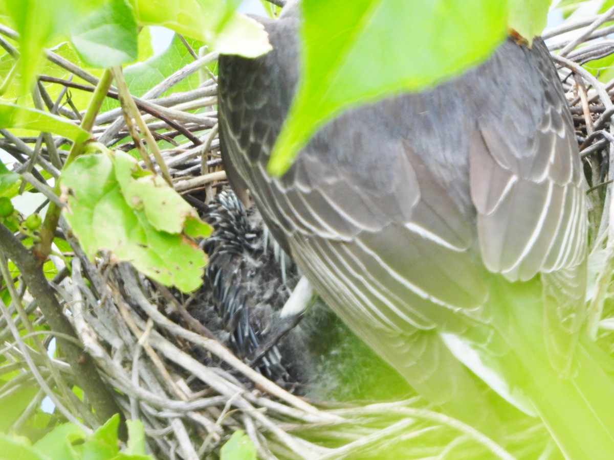 Eastern Kingbird - ML620796965