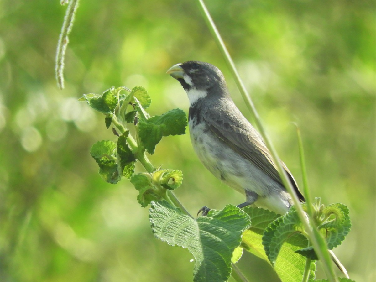 Double-collared Seedeater - ML620796966