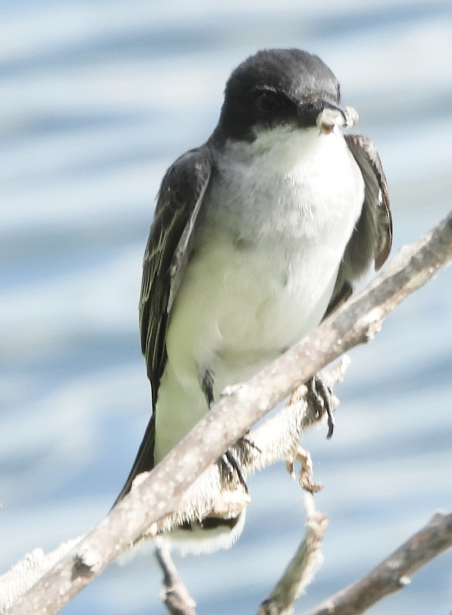 Eastern Kingbird - ML620796967