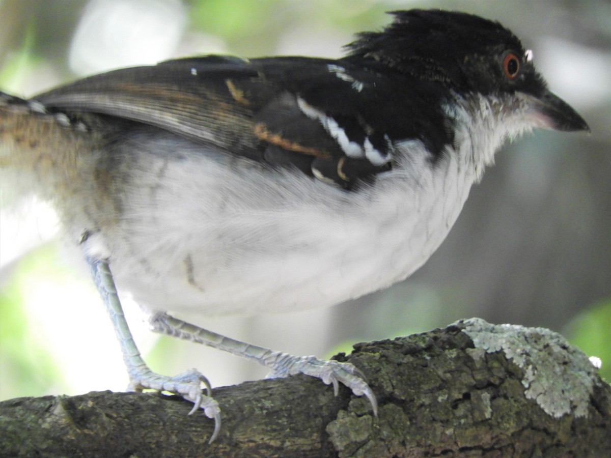 Great Antshrike - Jorge Juan Rueda