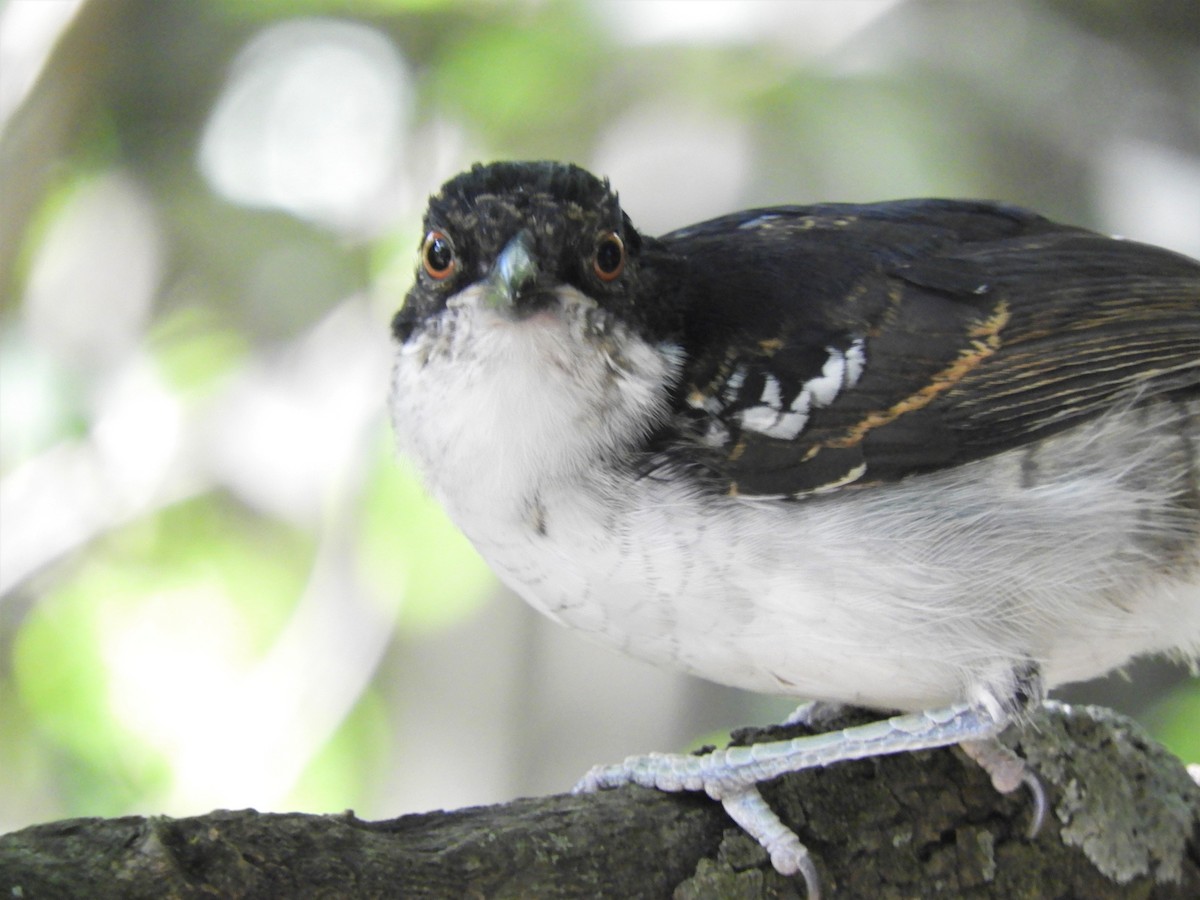 Great Antshrike - ML620796975