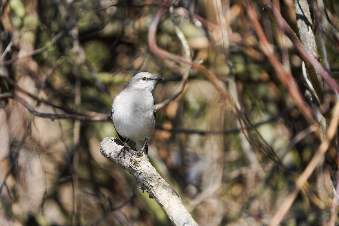 Northern Mockingbird - ML620796980