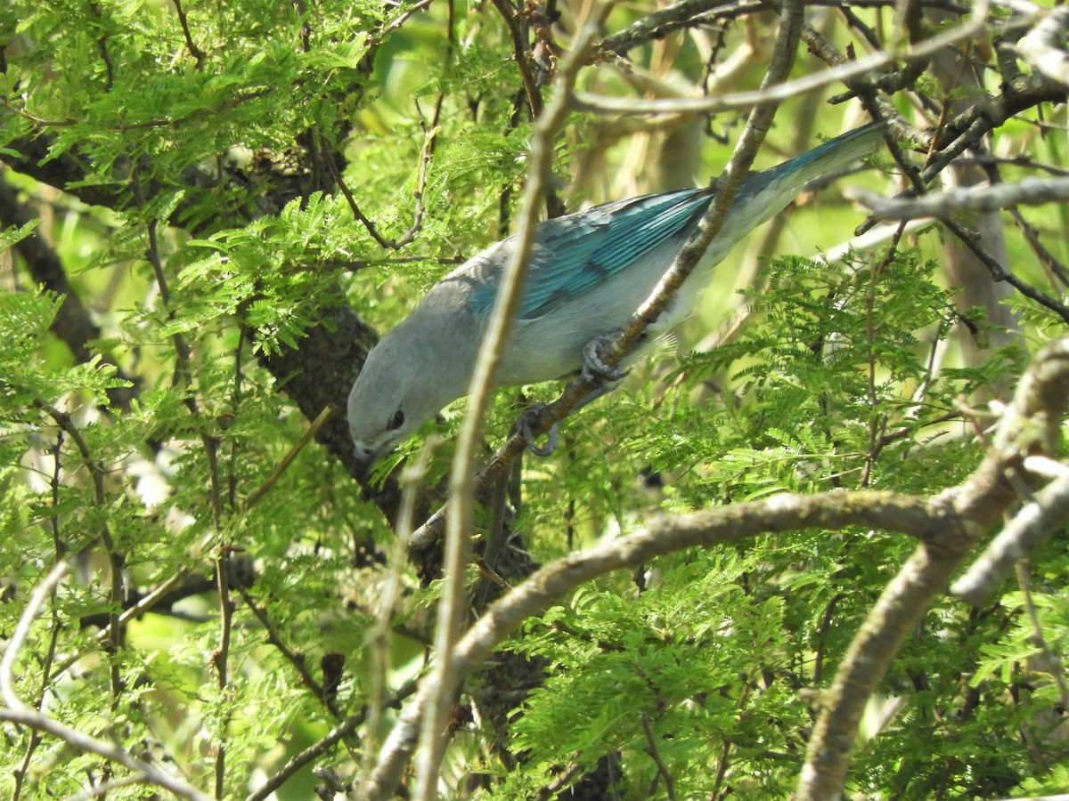 Sayaca Tanager - ML620796983