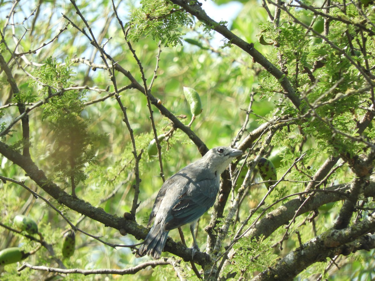 Sayaca Tanager - ML620796984