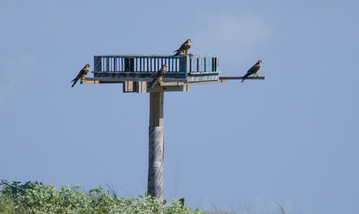 Aplomado Falcon - ML620796998